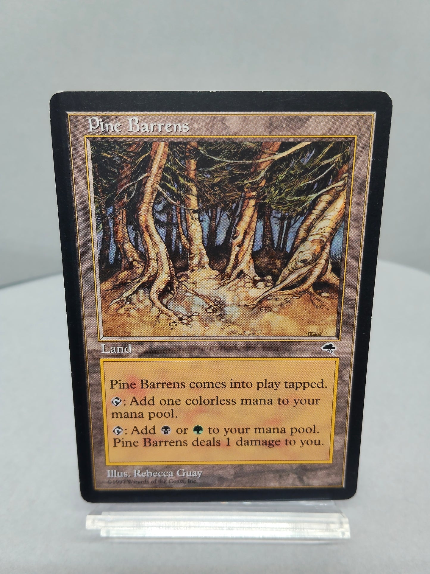 【英】松のやせ地 / Pine Barrens